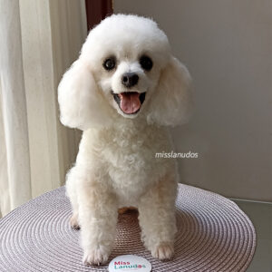 Escultura realista de mascotas en felting Miss Lanudos Perú